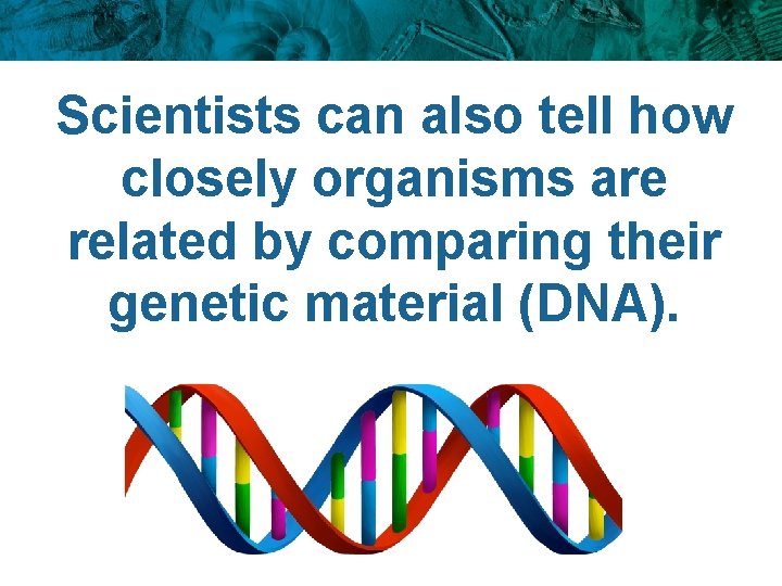 Scientists can also tell how closely organisms are related by comparing their genetic material