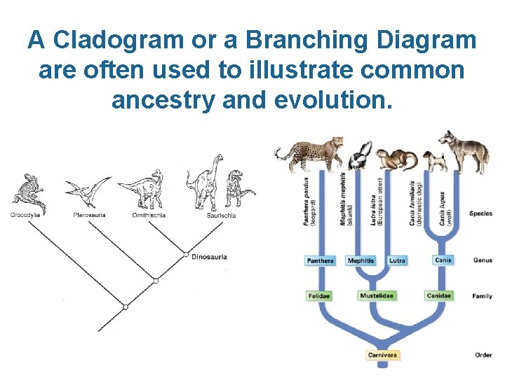 A Cladogram or a Branching Diagram are often used to illustrate common ancestry and