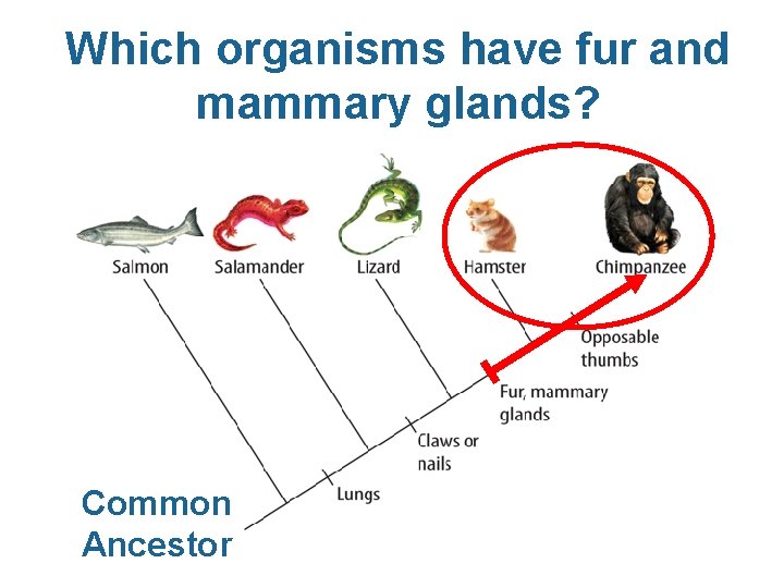 Which organisms have fur and mammary glands? Common Ancestor 