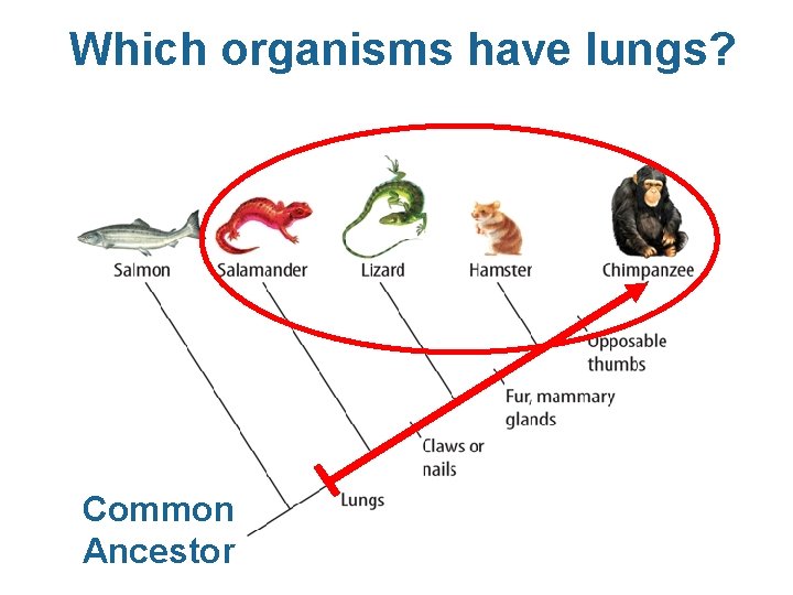Which organisms have lungs? Common Ancestor 