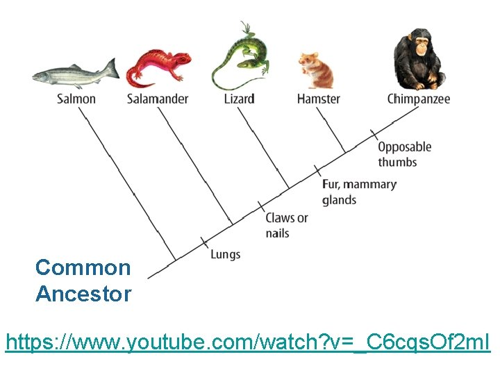 Common Ancestor https: //www. youtube. com/watch? v=_C 6 cqs. Of 2 m. I 