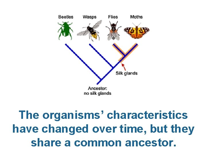 The organisms’ characteristics have changed over time, but they share a common ancestor. 