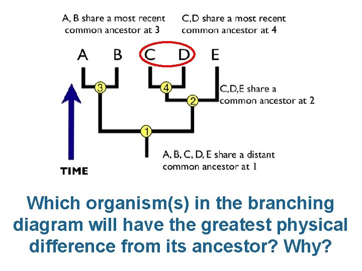 Which organism(s) in the branching diagram will have the greatest physical difference from its