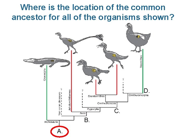 Where is the location of the common ancestor for all of the organisms shown?