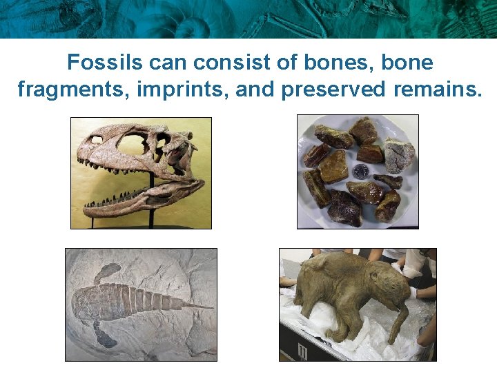 Fossils can consist of bones, bone fragments, imprints, and preserved remains. 