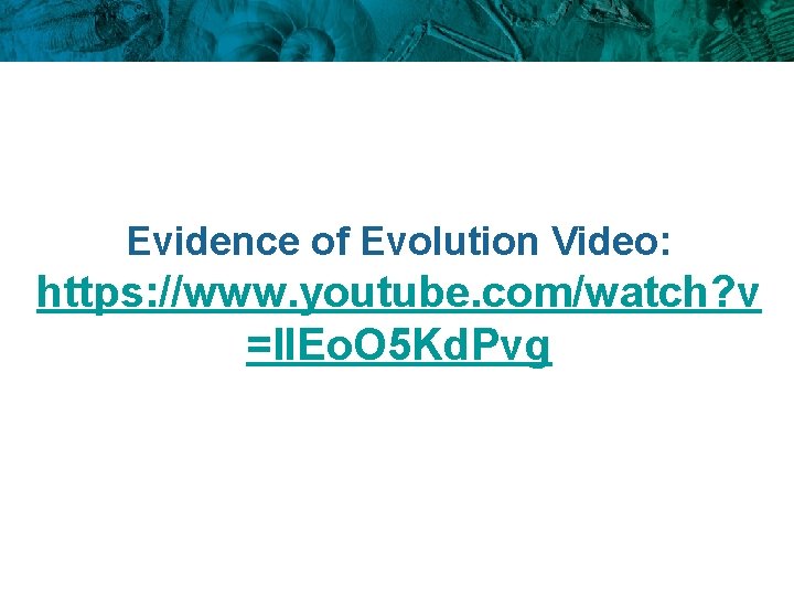 Evidence of Evolution Video: https: //www. youtube. com/watch? v =l. IEo. O 5 Kd.