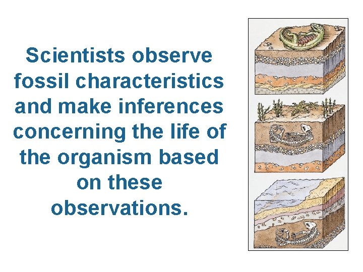 Scientists observe fossil characteristics and make inferences concerning the life of the organism based