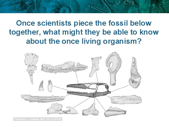 Once scientists piece the fossil below together, what might they be able to know