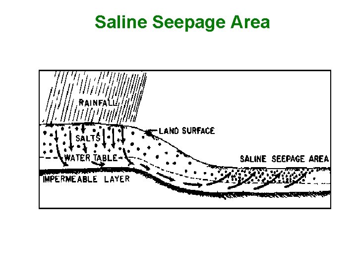 Saline Seepage Area 