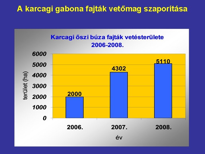 A karcagi gabona fajták vetőmag szaporítása 