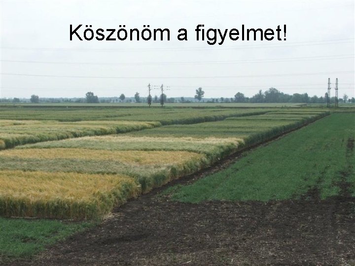 Köszönöm a figyelmet! 