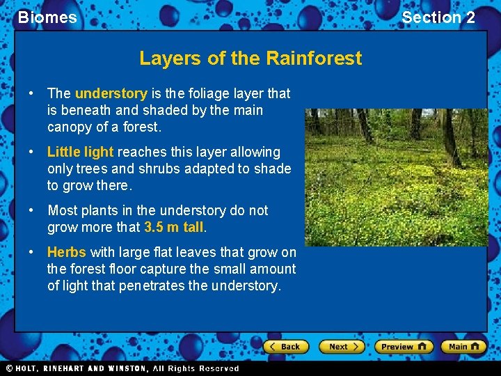 Biomes Section 2 Layers of the Rainforest • The understory is the foliage layer