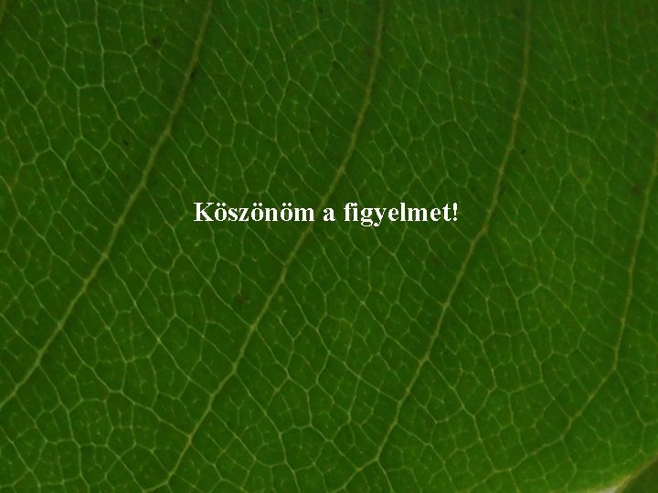 Köszönöm a figyelmet! Köszönöm a figyelmet!