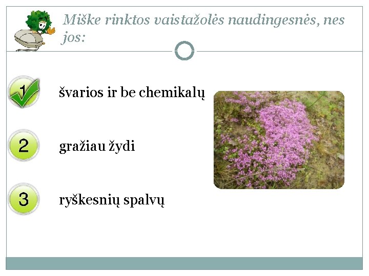 Miške rinktos vaistažolės naudingesnės, nes jos: švarios ir be chemikalų gražiau žydi ryškesnių spalvų