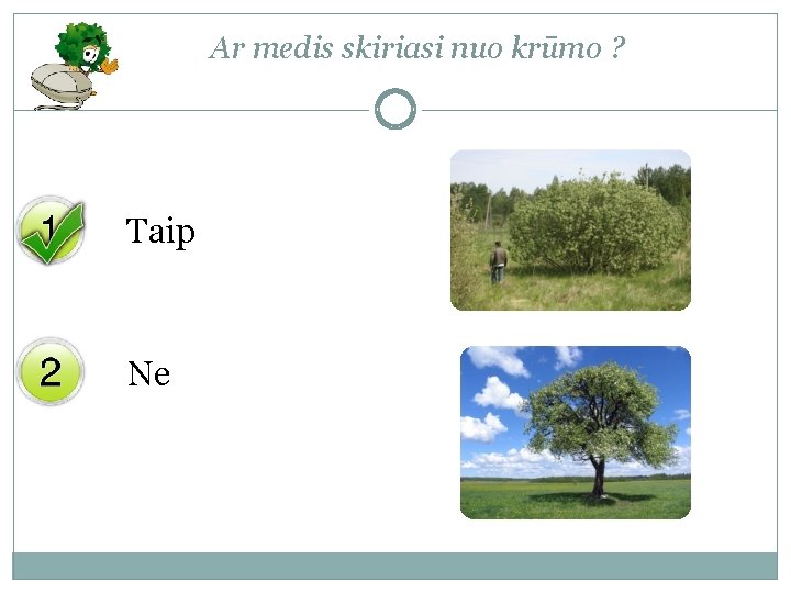Ar medis skiriasi nuo krūmo ? Taip Ne 