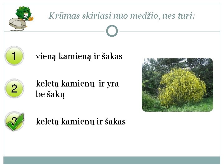 Krūmas skiriasi nuo medžio, nes turi: vieną kamieną ir šakas keletą kamienų ir yra