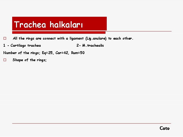Trachea halkaları o All the rings are connect with a ligament (Lig. anulare) to