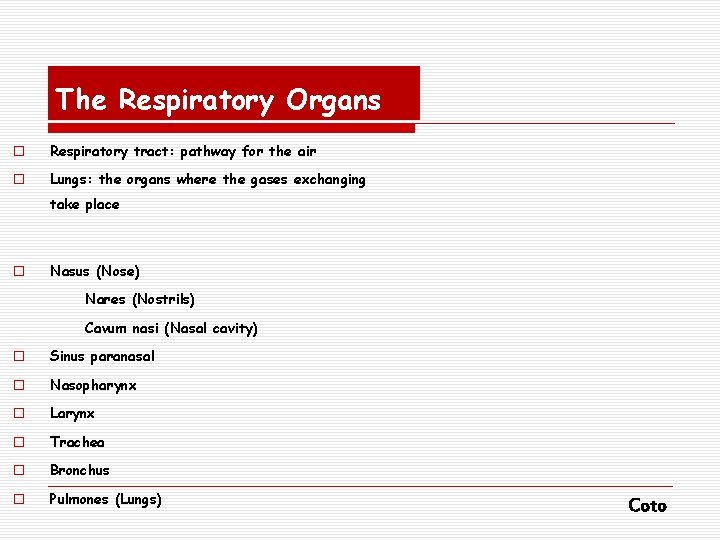 The Respiratory Organs o Respiratory tract: pathway for the air o Lungs: the organs