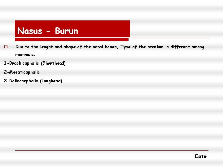 Nasus - Burun o Due to the lenght and shape of the nasal bones,