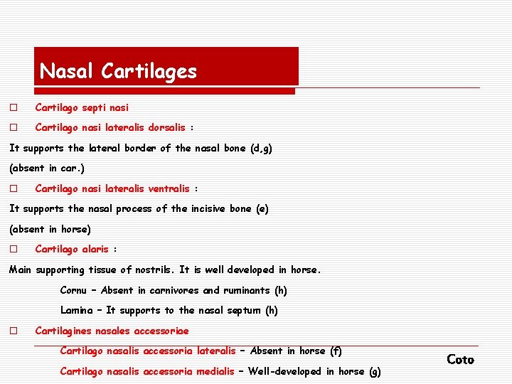 Nasal Cartilages o Cartilago septi nasi o Cartilago nasi lateralis dorsalis : It supports