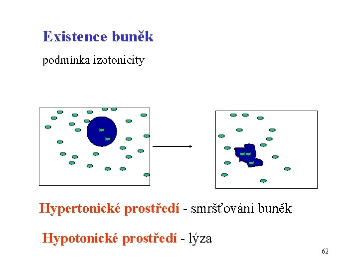 Existence buněk podmínka izotonicity Hypertonické prostředí - smršťování buněk Hypotonické prostředí - lýza 62