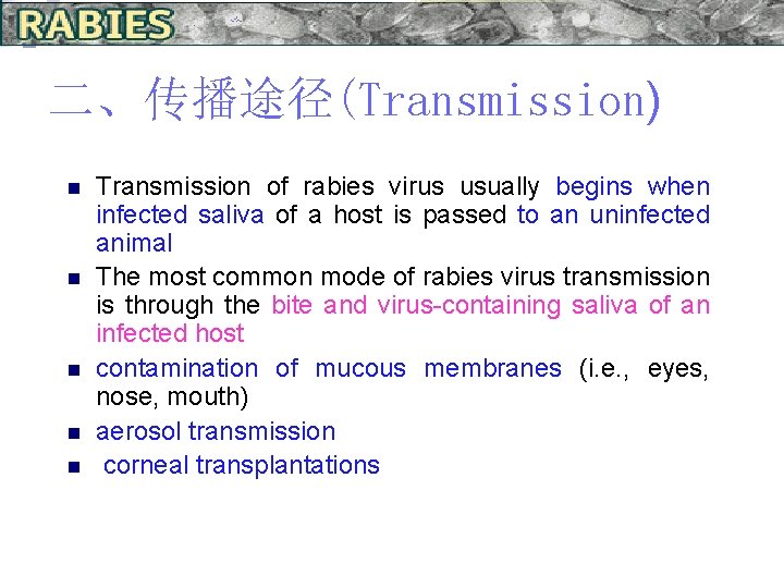 二、传播途径(Transmission) n n n Transmission of rabies virus usually begins when infected saliva of