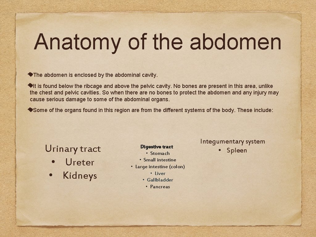 Anatomy of the abdomen The abdomen is enclosed by the abdominal cavity. It is