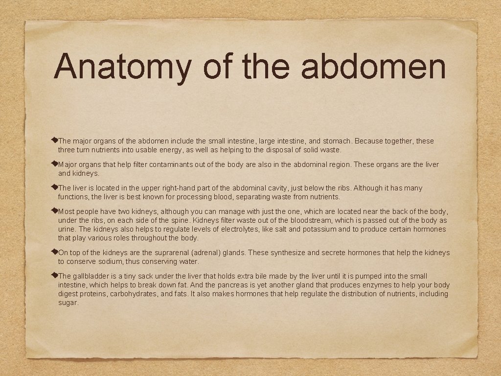 Anatomy of the abdomen The major organs of the abdomen include the small intestine,