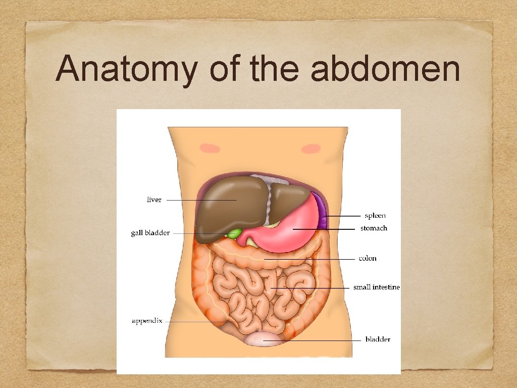 Anatomy of the abdomen 