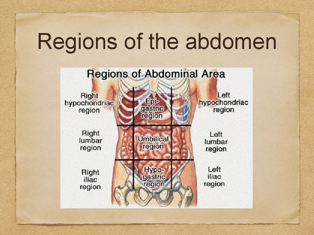 Regions of the abdomen 