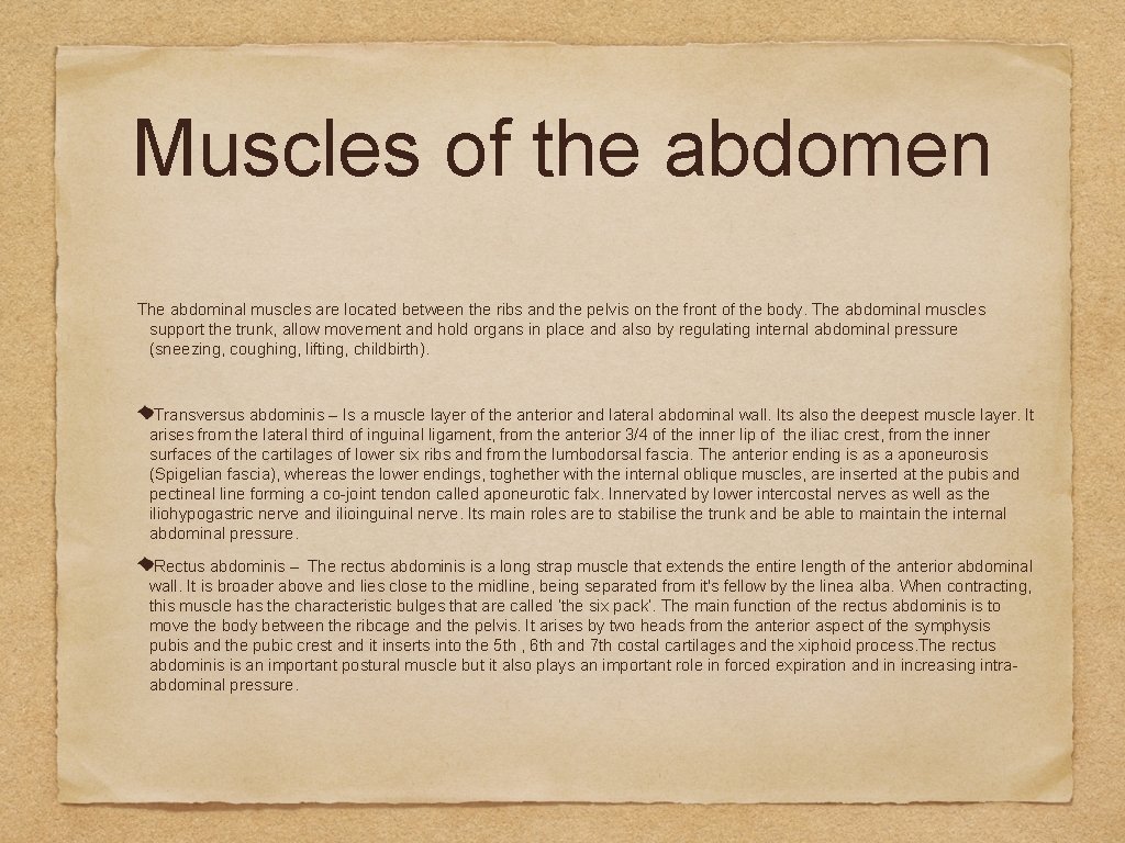 Muscles of the abdomen The abdominal muscles are located between the ribs and the