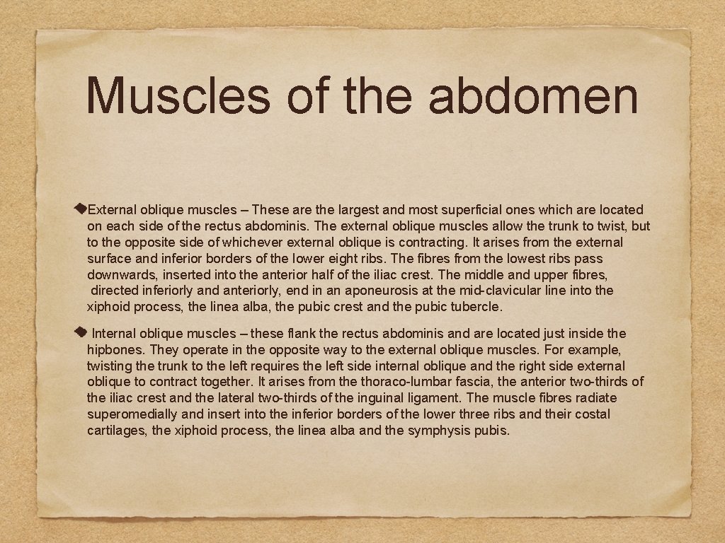 Muscles of the abdomen External oblique muscles – These are the largest and most