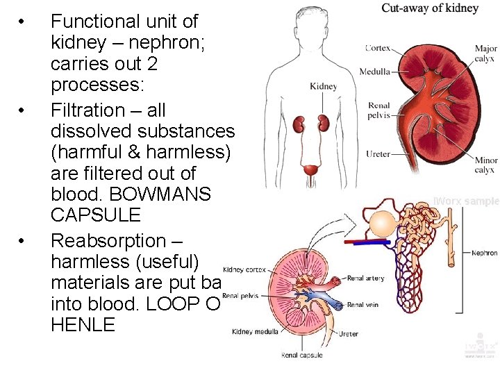  • • • Functional unit of kidney – nephron; carries out 2 processes: