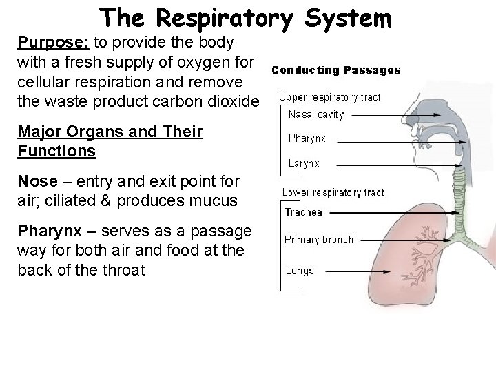 The Respiratory System Purpose: to provide the body with a fresh supply of oxygen