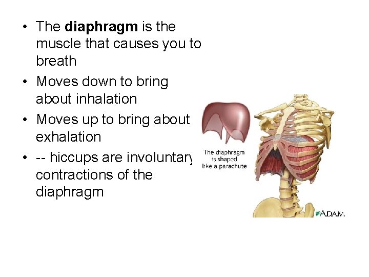  • The diaphragm is the muscle that causes you to breath • Moves