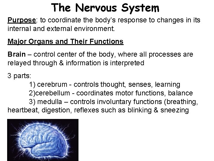 The Nervous System Purpose: to coordinate the body’s response to changes in its internal