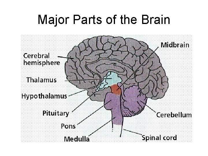 Major Parts of the Brain 