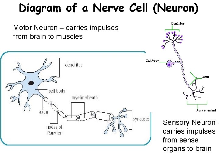 Diagram of a Nerve Cell (Neuron) Motor Neuron – carries impulses from brain to