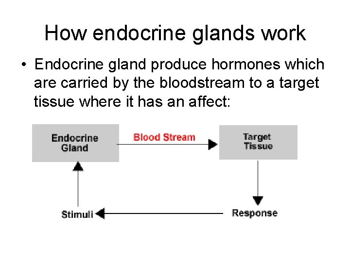 How endocrine glands work • Endocrine gland produce hormones which are carried by the