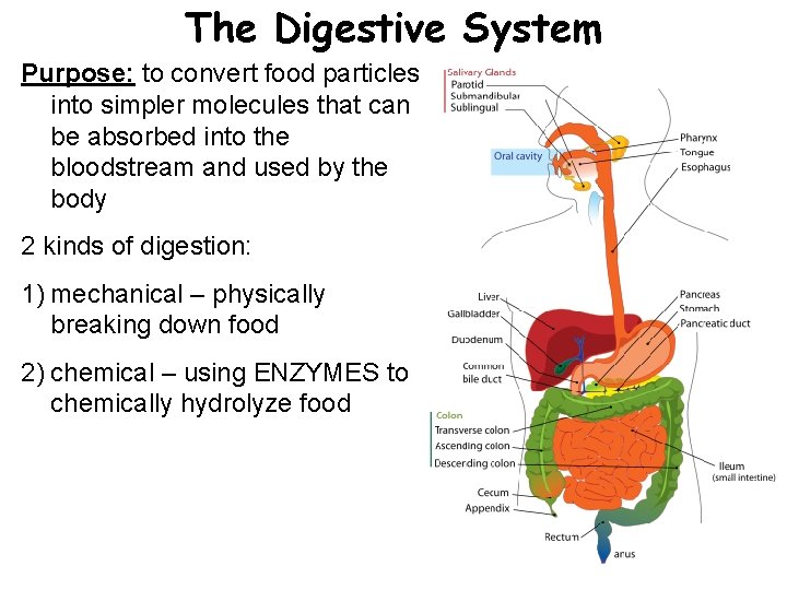 The Digestive System Purpose: to convert food particles into simpler molecules that can be