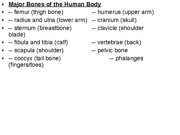  • • Major Bones of the Human Body -- femur (thigh bone) --