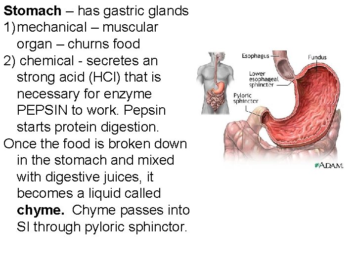 Stomach – has gastric glands 1) mechanical – muscular organ – churns food 2)
