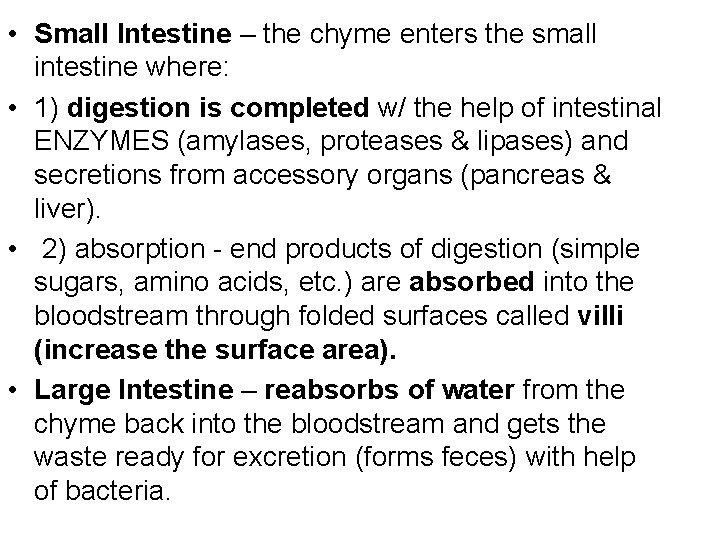  • Small Intestine – the chyme enters the small intestine where: • 1)