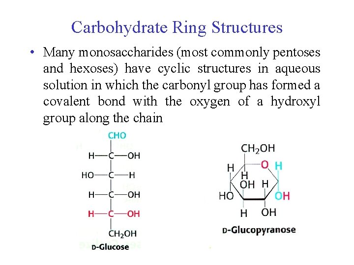 Carbohydrate Ring Structures • Many monosaccharides (most commonly pentoses and hexoses) have cyclic structures