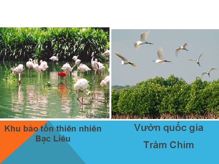 Khu bảo tồn thiên nhiên Bạc Liêu Vườn quốc gia Tràm Chim 