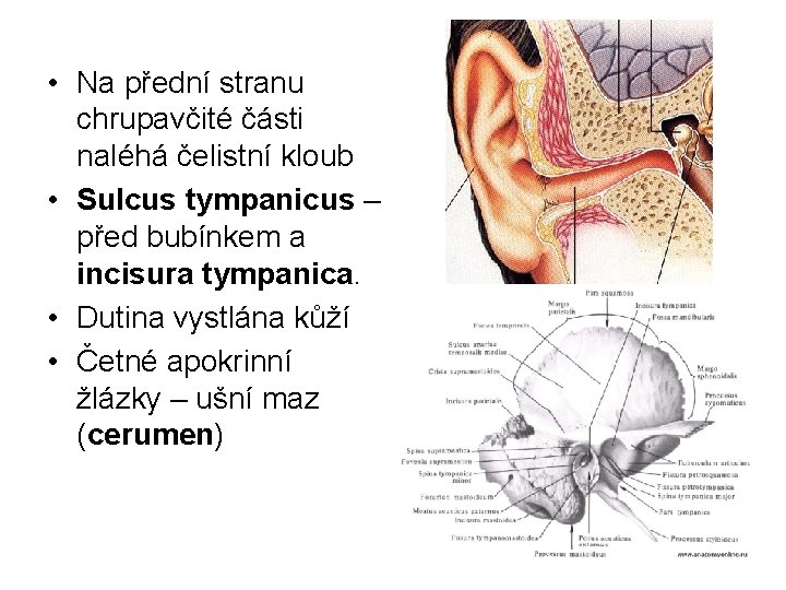  • Na přední stranu chrupavčité části naléhá čelistní kloub • Sulcus tympanicus –