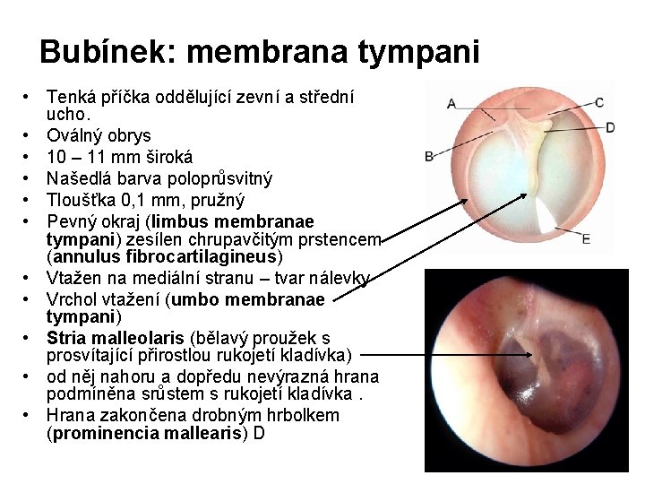 Bubínek: membrana tympani • Tenká příčka oddělující zevní a střední ucho. • Oválný obrys