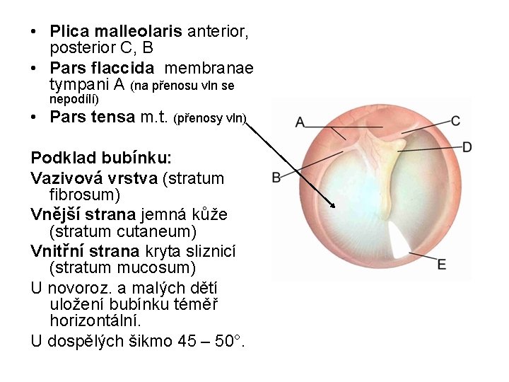  • Plica malleolaris anterior, posterior C, B • Pars flaccida membranae tympani A