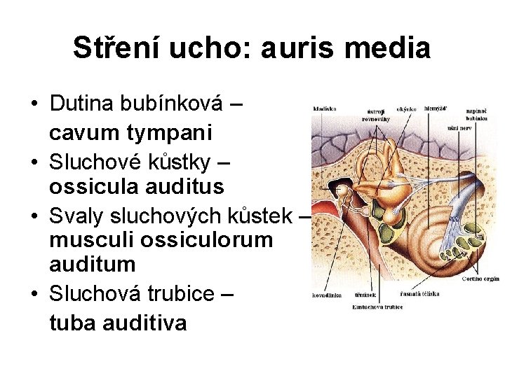 Stření ucho: auris media • Dutina bubínková – cavum tympani • Sluchové kůstky –