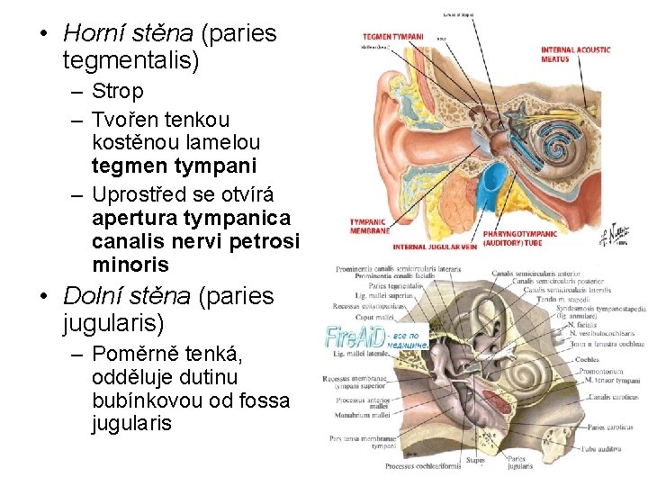  • Horní stěna (paries tegmentalis) – Strop – Tvořen tenkou kostěnou lamelou tegmen